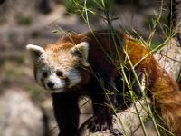 Kleiner Panda (oder Roter Panda) hinter Bambuszweigen